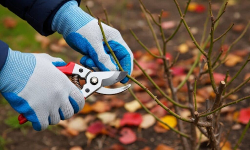 Snoei nu voor een gezonde plant een gids voor de herfst-snoei
